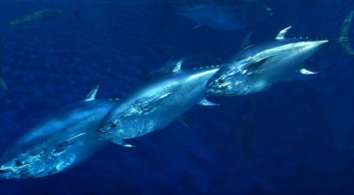 WG 2: Pelagic Fishes (BFT/SWO) - Almeria 2016